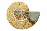 Cut & Polished, Agatized Ammonite Fossil - Madagascar #241004-2